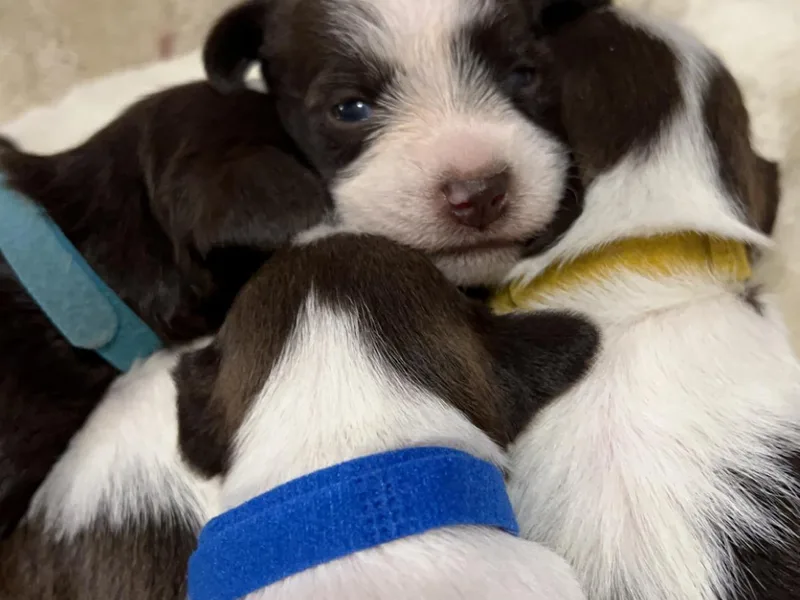 Dog-gone Schnauzers