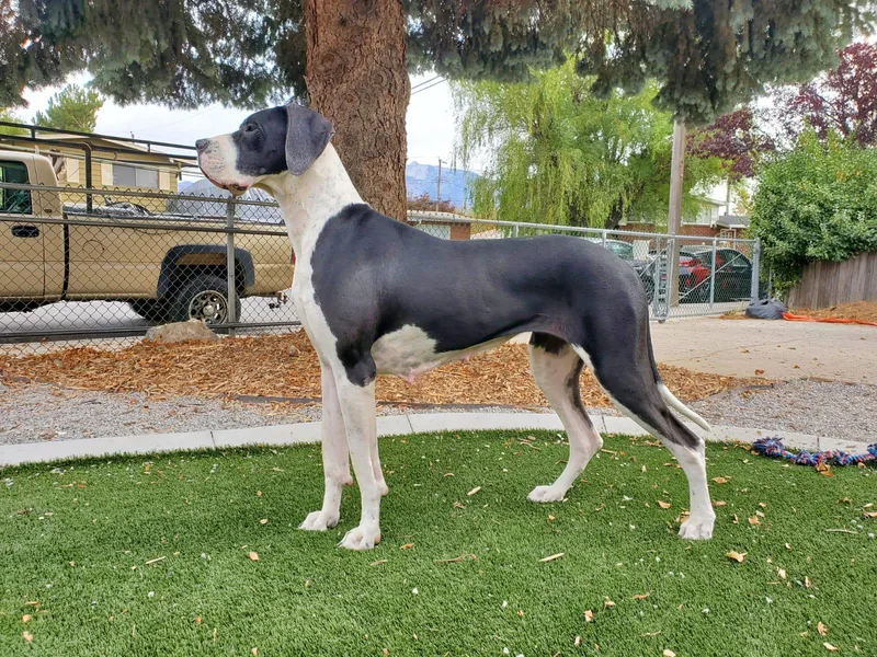 Dog in Mind Danes