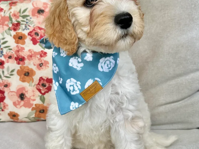 Doggone Dixie Doodles