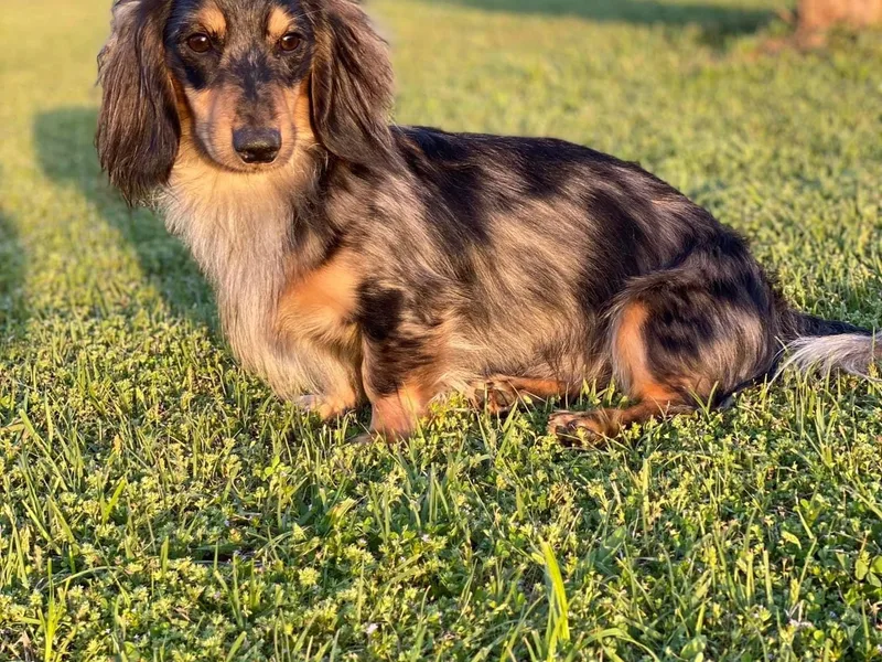 Doggy Style Acres