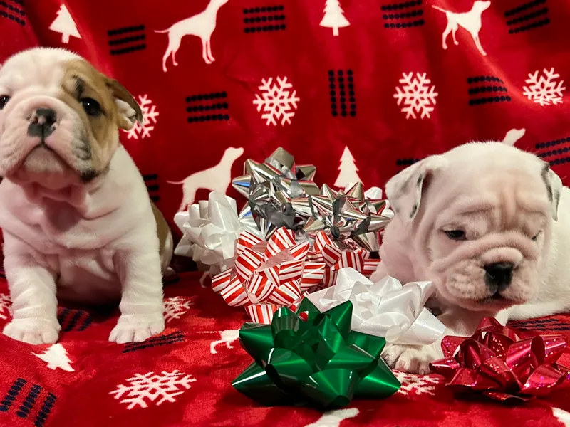 Dogma Pointers &amp; Bulldogs