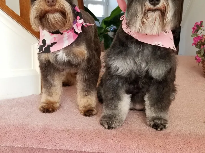 Dogs and Cats Castle Mini Schnauzers