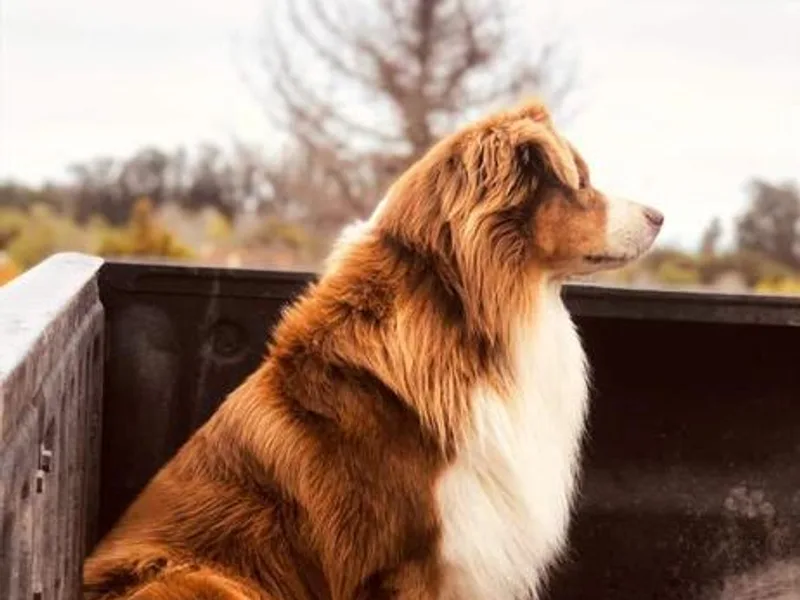 Dogs B4 Dudes Aussies