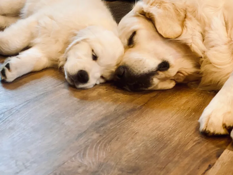 Dogs by Deanna