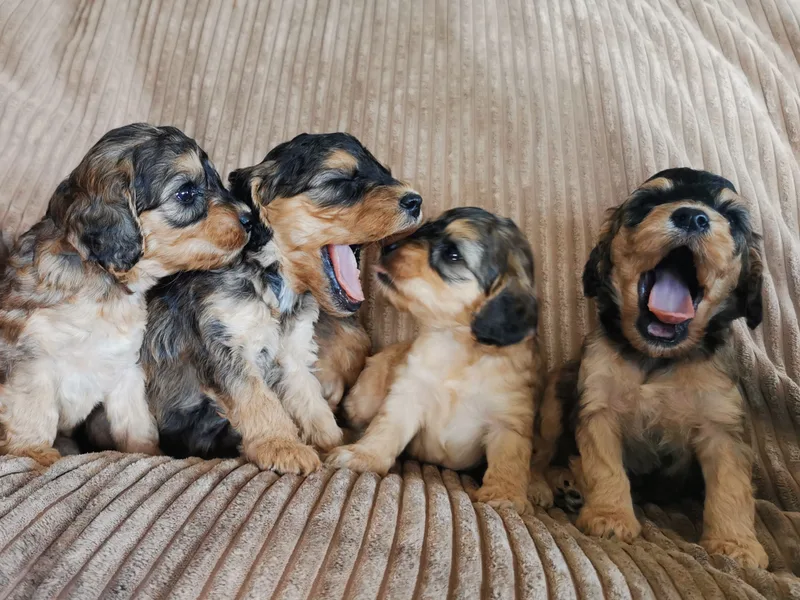 @dogslifeuk  photo 1