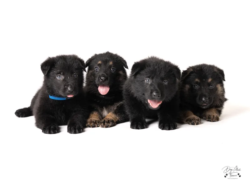 Dogsport K9's