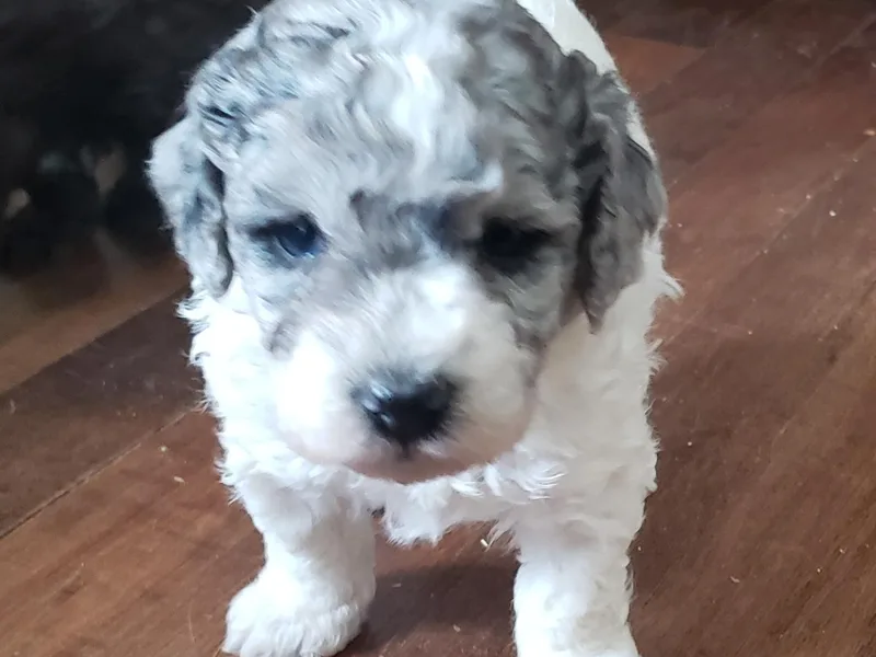 Dogtown Mini Poodles