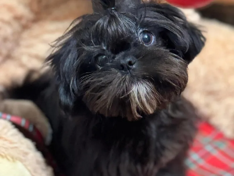 Dogue, Where Fashion Meets Fur