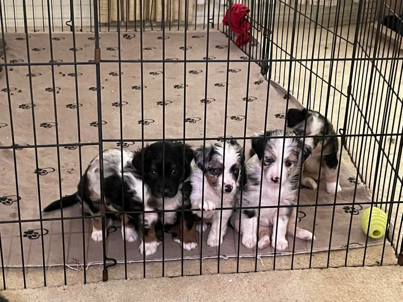 DogVerse Kennel photo 1