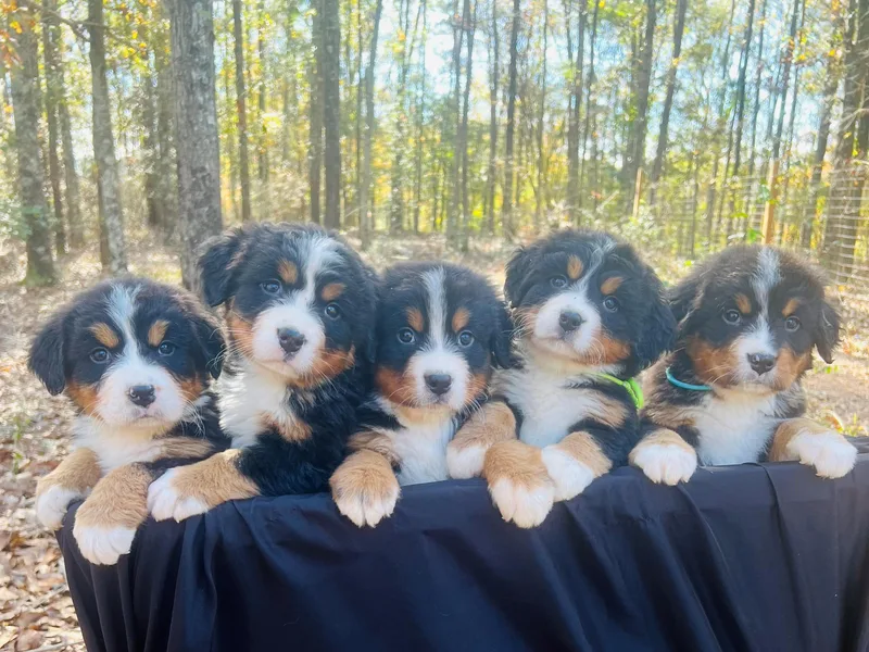 Dogwood Creek Bernese