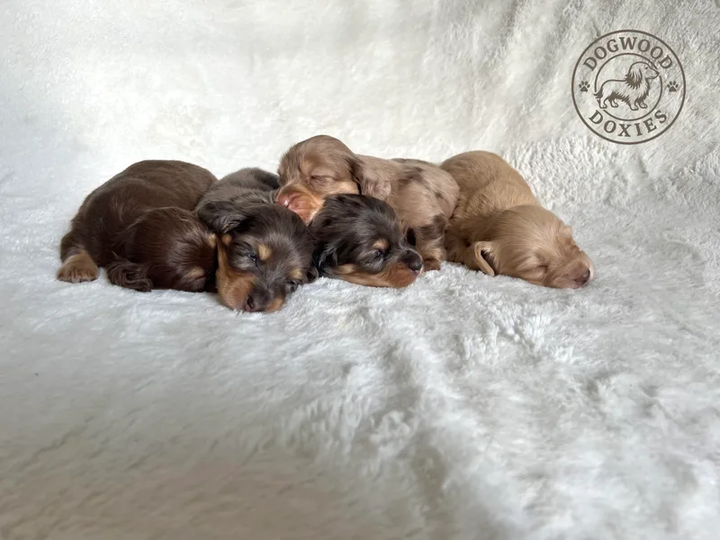 Dogwood Doxies