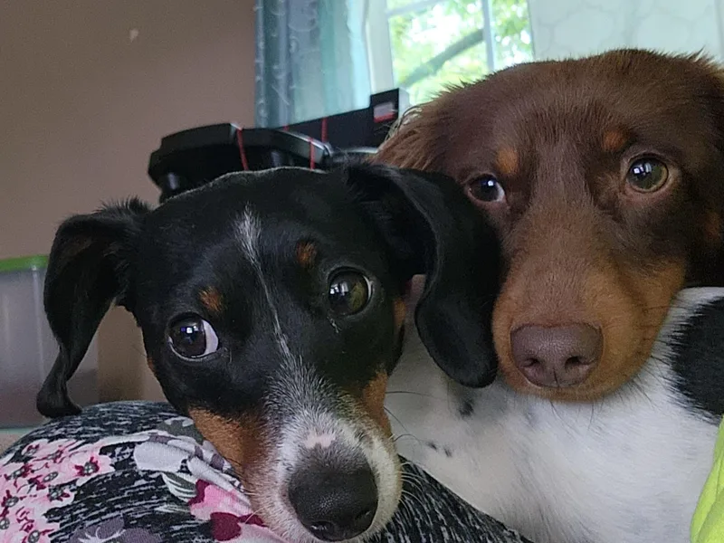 Dogwood Doxies