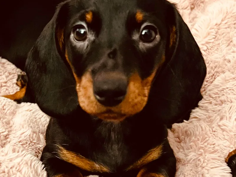 Dogwood Mountain Dachshunds