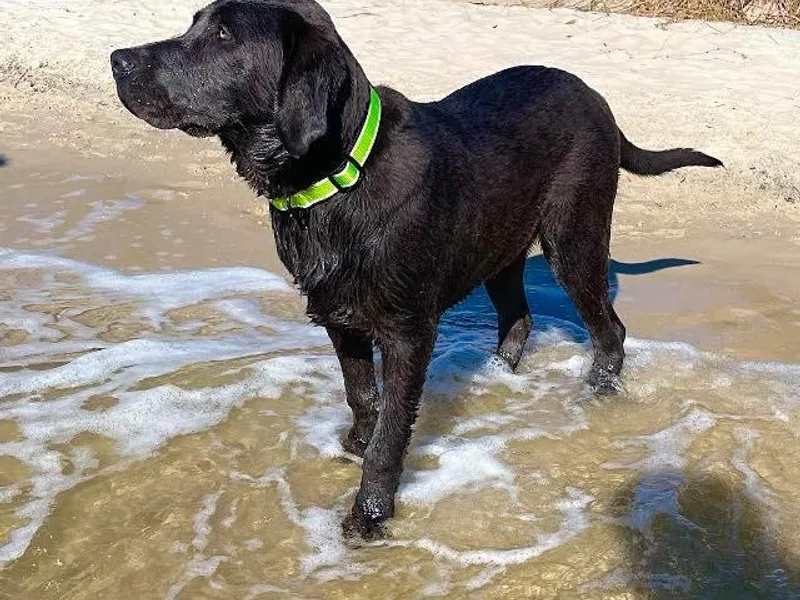 Dogwood Silver Labs