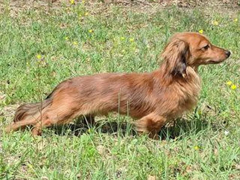 Doitsujin Dachshunds