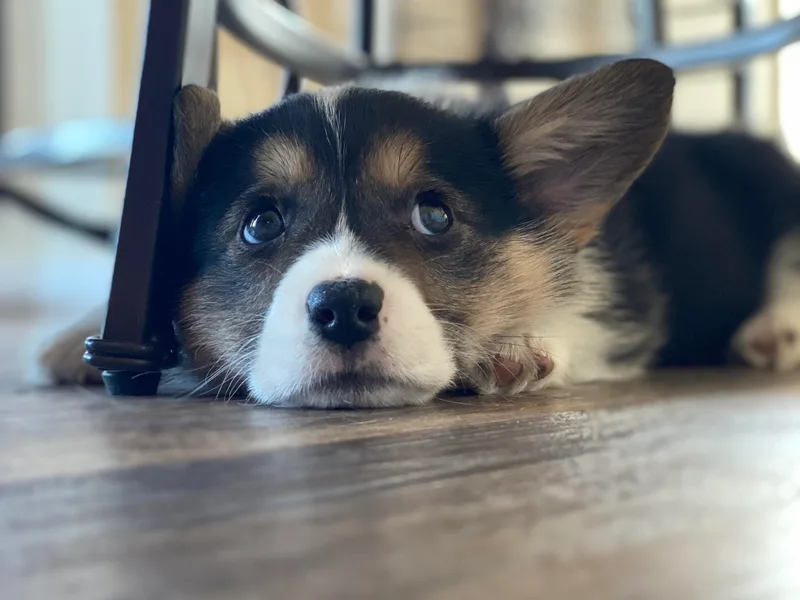 Dolan Farms Corgis