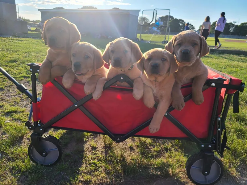 Dolce Amore Labradors