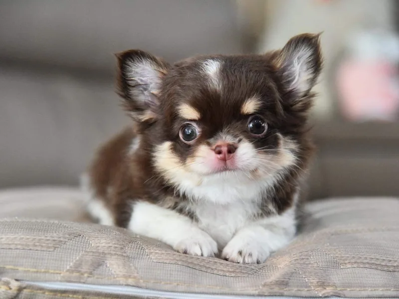 Dolce Coco Chihuahuas