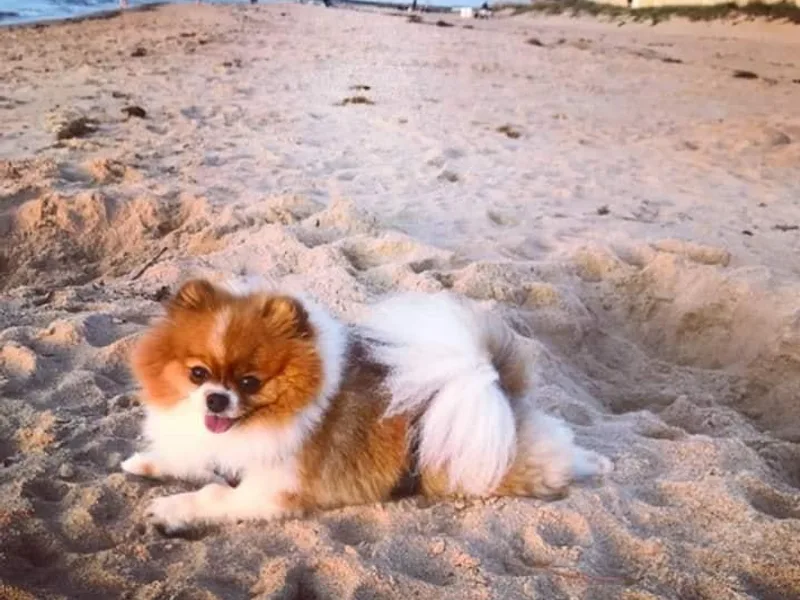 Dolce Vita's Pomeranians