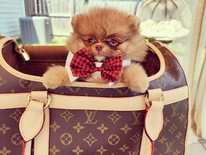 Dolcebellezza’s Poms