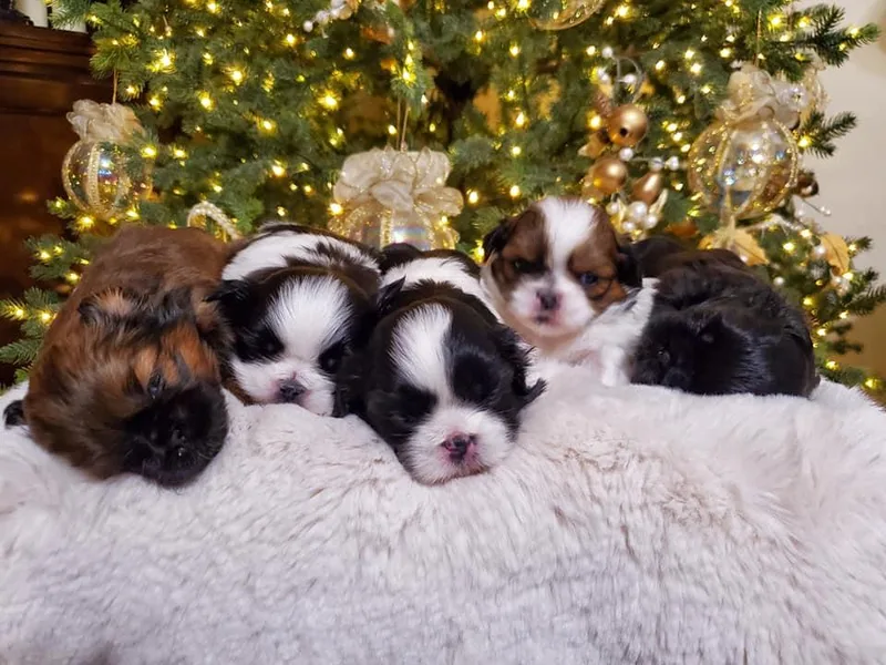 Dollface Shih Tzu