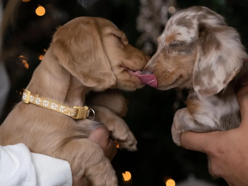 Dollhouse Doxies