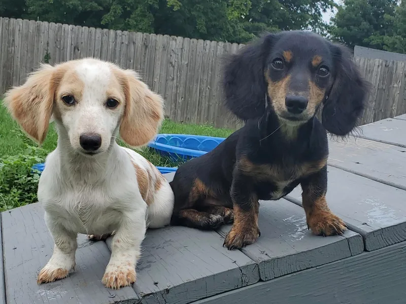 Dollopofdoxies photo 1