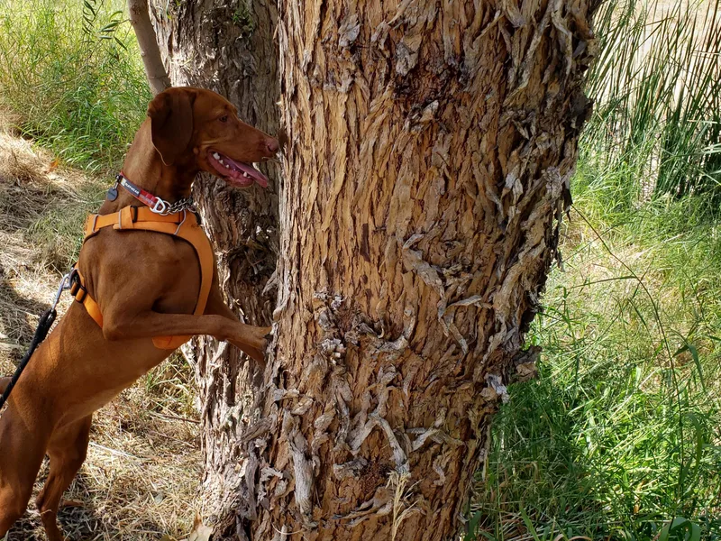 Dollys Rust Red Vizslas