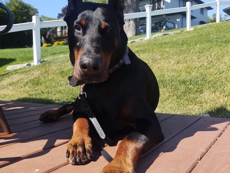 Dom Feliksa Dobermanns
