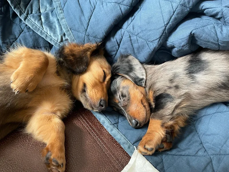 Doma Za Dachshunds
