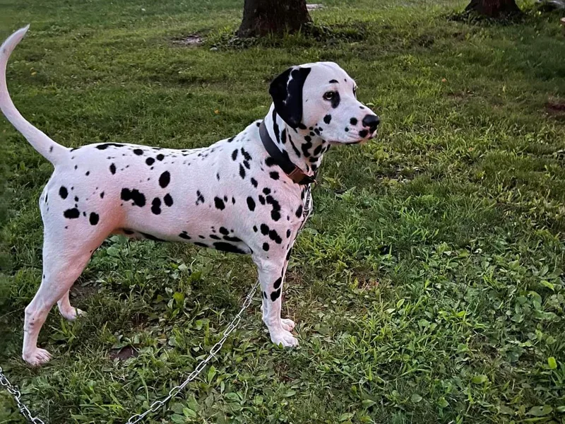 Domino’s Dalmatians