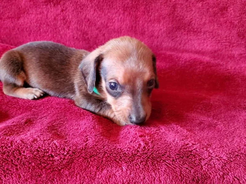 Don &amp; Deb's Miniature Dachshunds