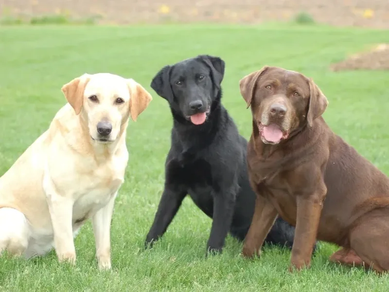 Don Horstman Horstman