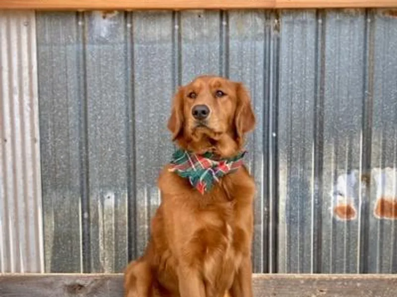 Don’t Stop Retrieving, LLC