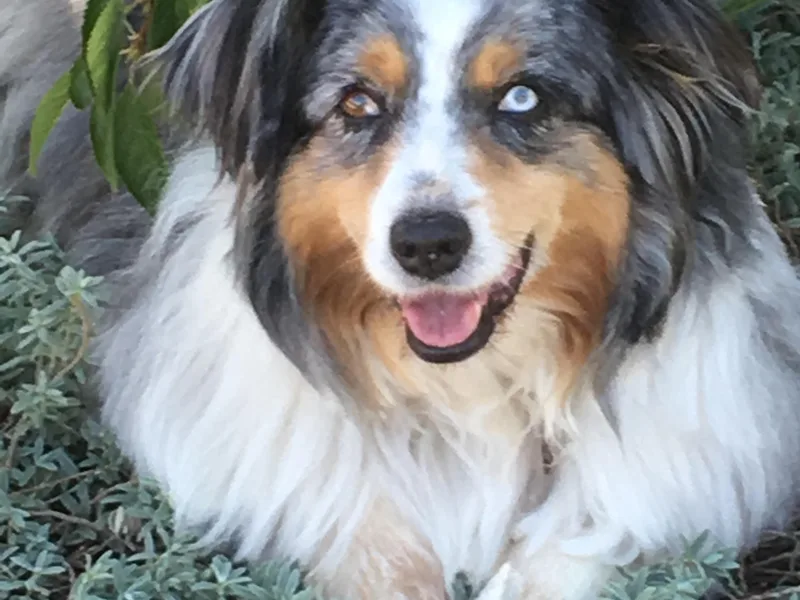 Donati Ranch Mini American Shepherds