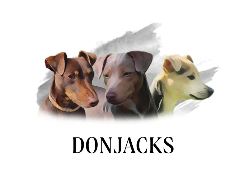 DonJacks Jack Russells photo 1