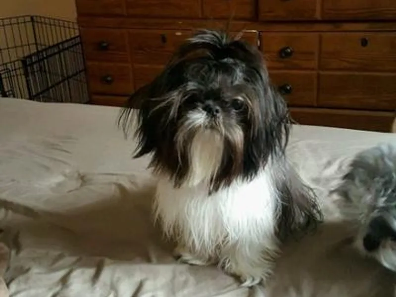 Donna M Swain's Shih Tzus