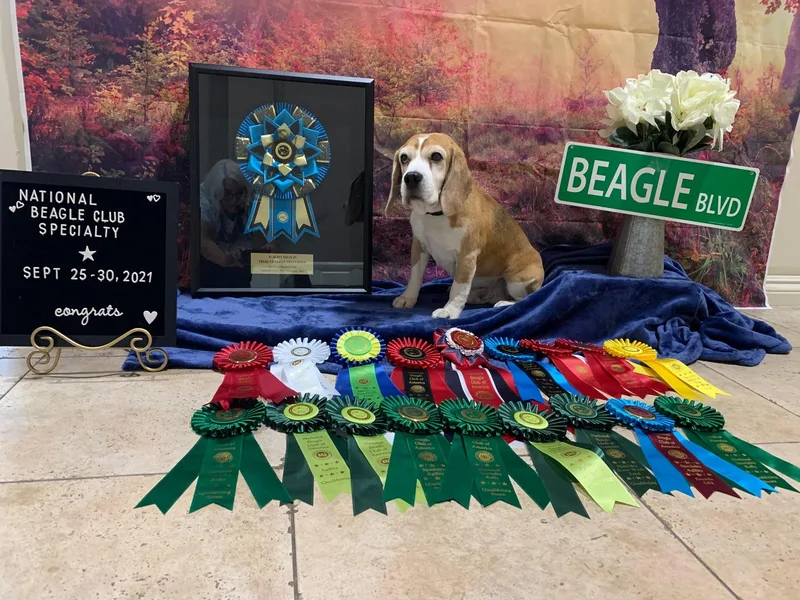 Donna Nuger's Beagles