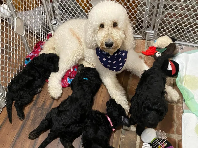 Donna Pierce's Goldendoodles &amp; Double Doodles