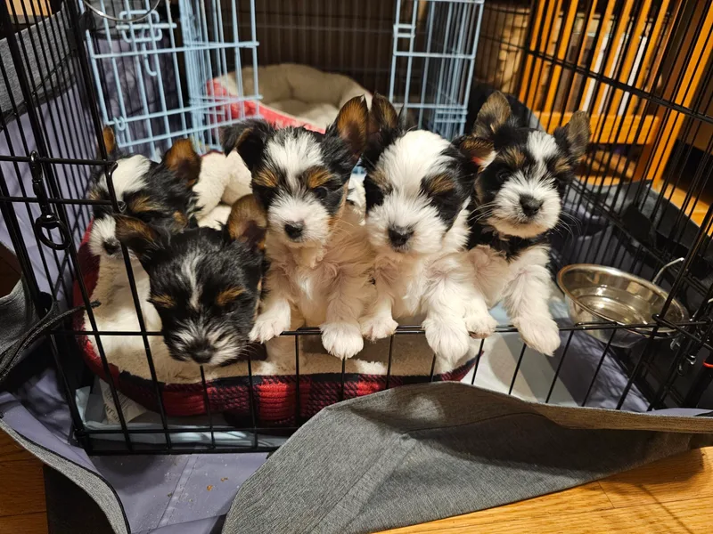 Donna's Biewer Terriers