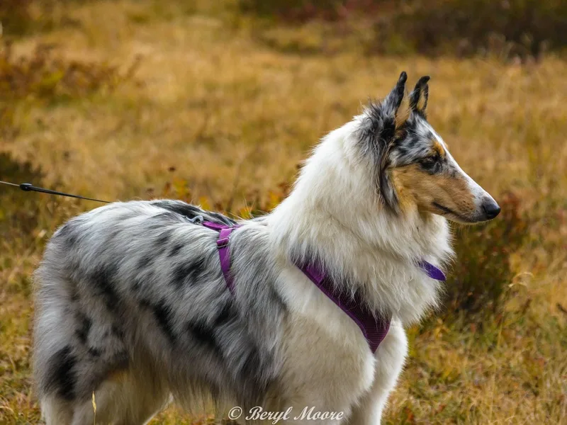 Donna's Collies