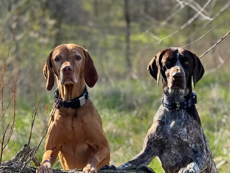 Donna's German Shorthaired Pointers