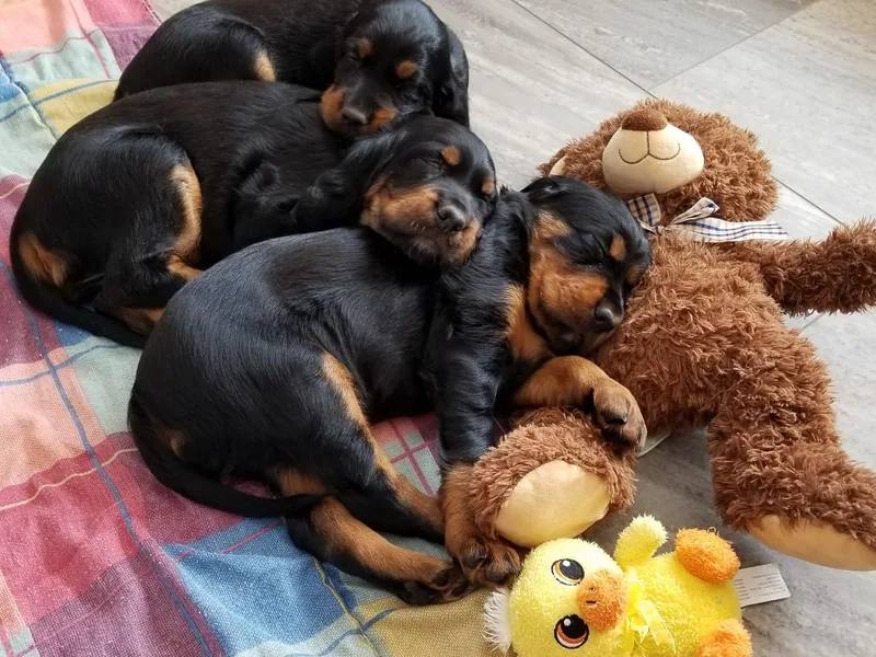Donna's Gordon Setters