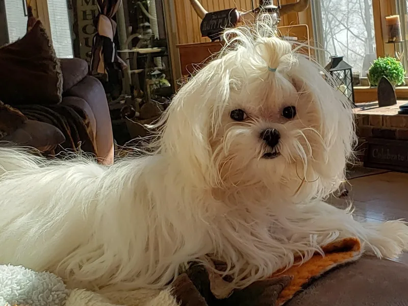 Donna's Maltese