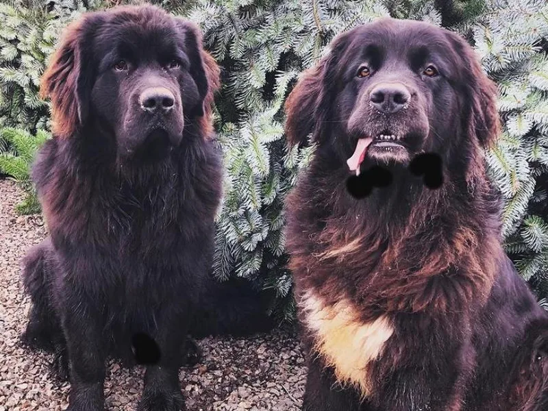 Donna's Newfoundlands