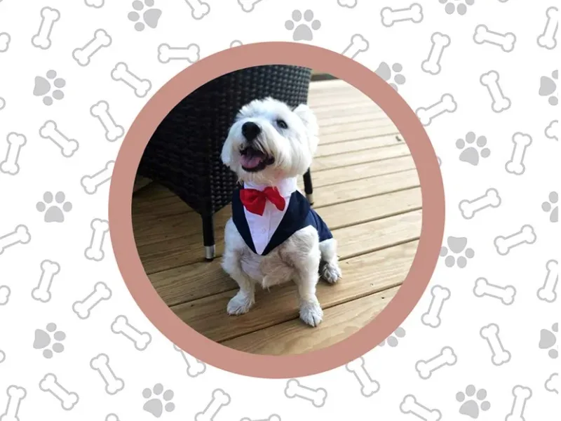 Donna's Pampered Pets