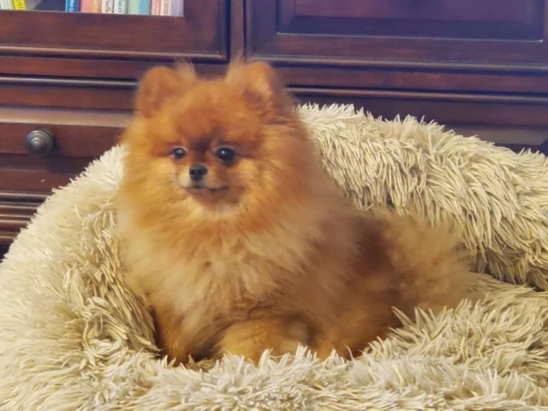 Donna's Pomeranians