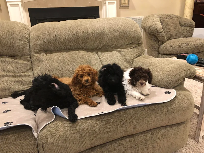 Donna’s Pretty Poodles