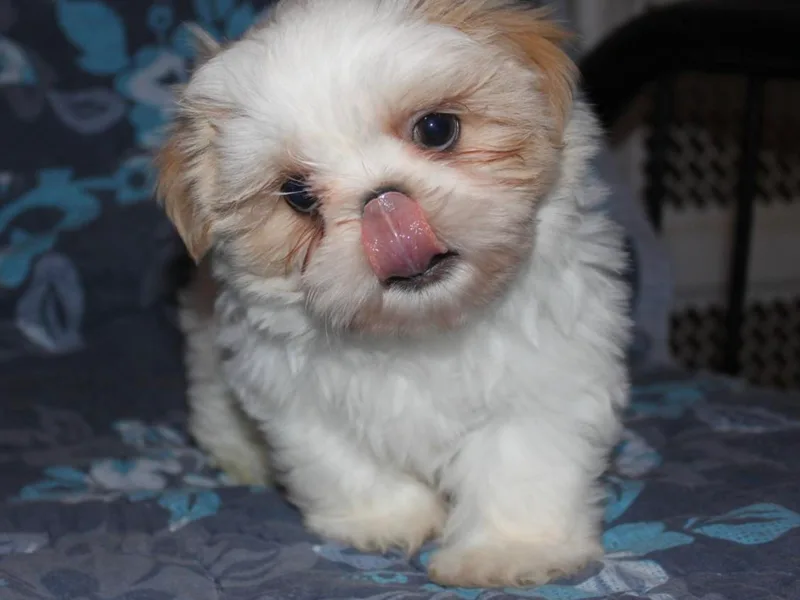 Donna's Puppies