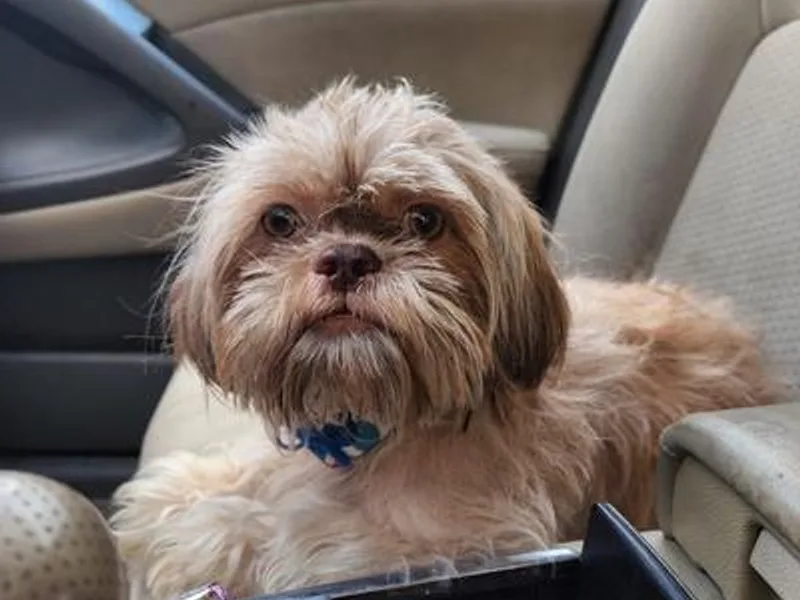 Donna's Shih Tzus